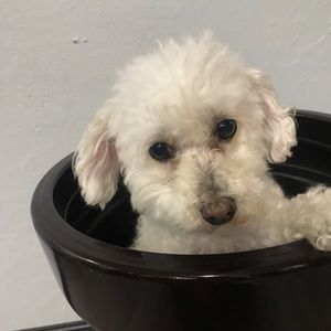 Meet your Posher, Maria